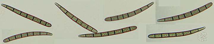 Geoglossum cookeianum